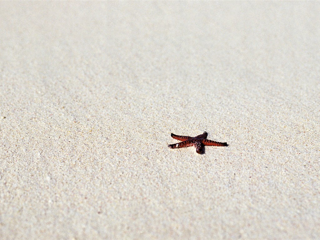 美麗海邊風光高清壁紙 #5 - 1024x768