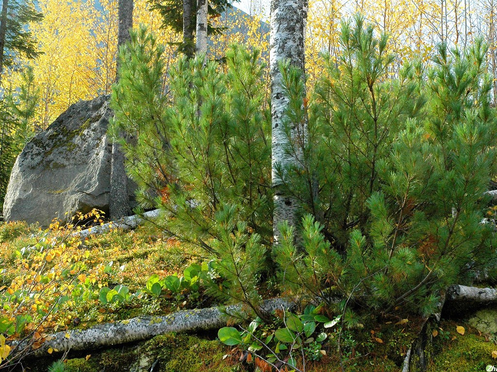 Un beau paysage naturel en Sibérie #10 - 1024x768