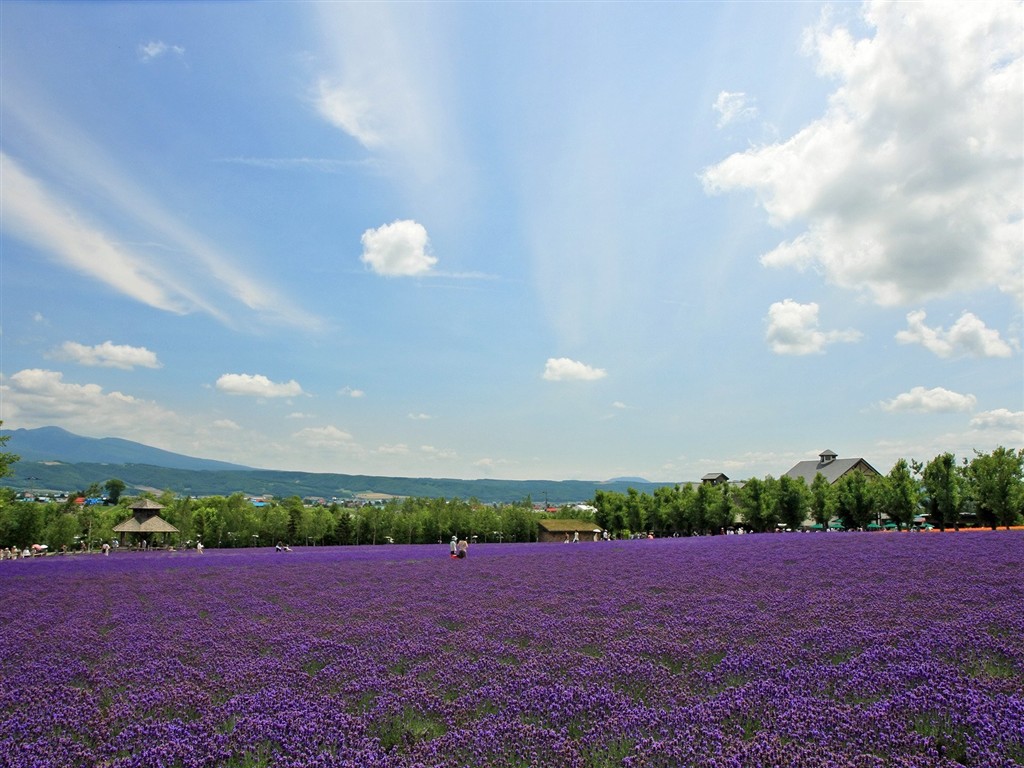 夏日北海道郊外風景 #4 - 1024x768