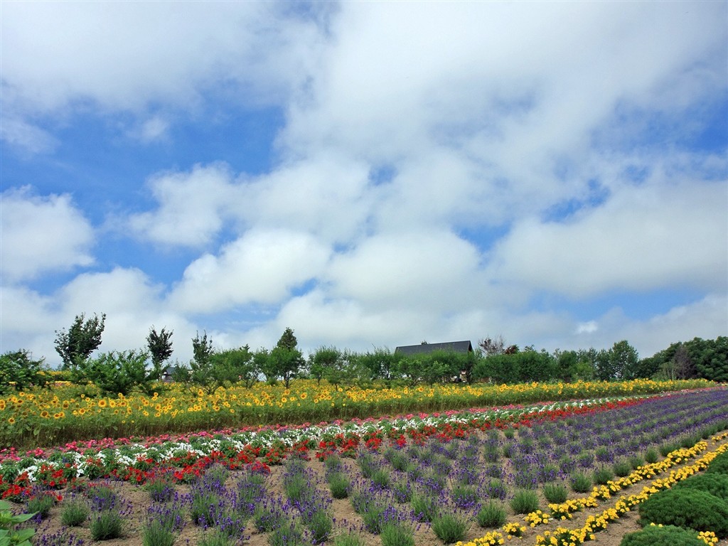 夏日北海道郊外风景6 - 1024x768