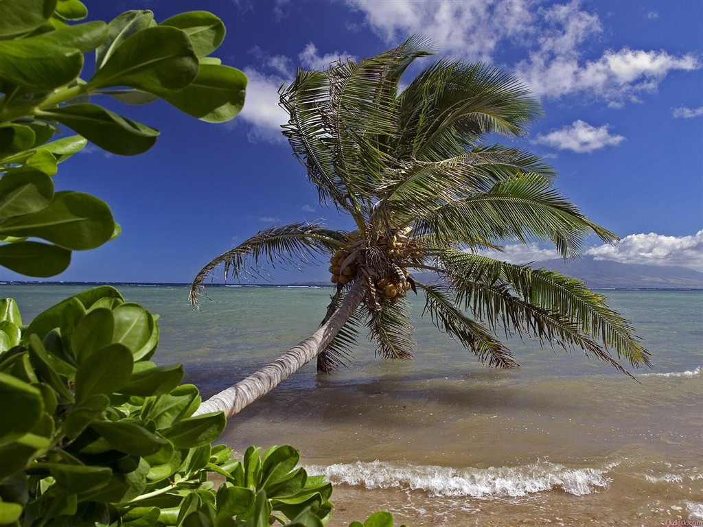 Hawaiianischer Strand Landschaft #13 - 1024x768