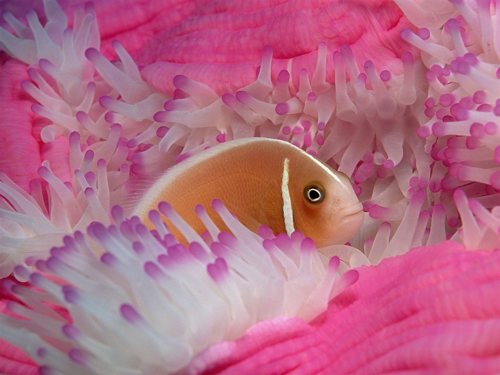 海洋生物壁紙精選(三) #10 - 1024x768