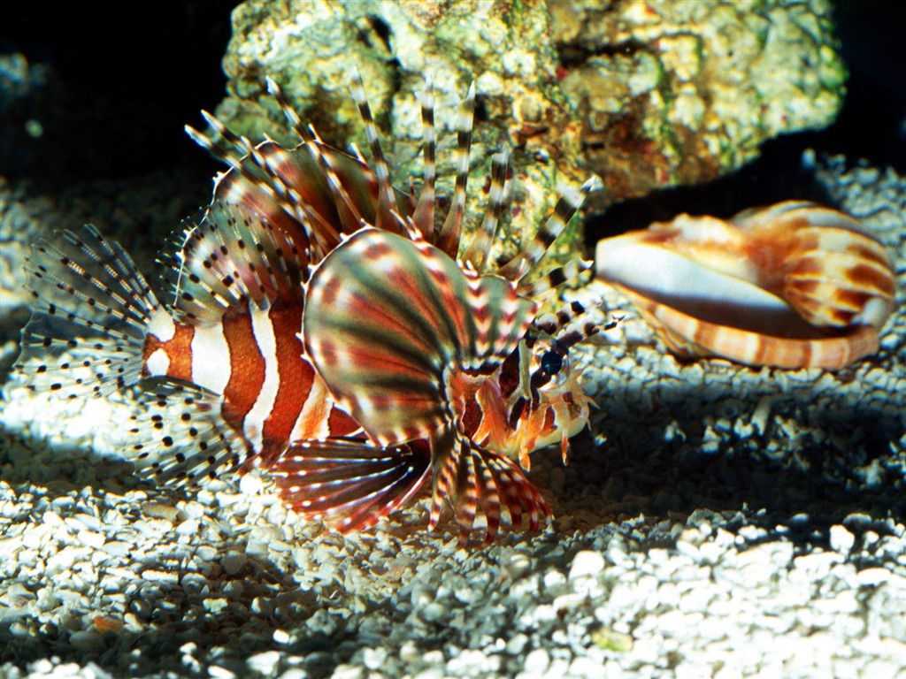 海洋生物壁紙精選(三) #15 - 1024x768