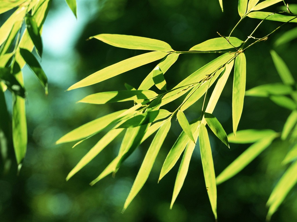 Green bamboo wallpaper #1 - 1024x768