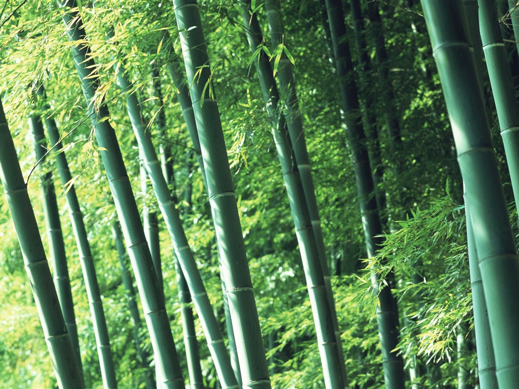 Fond d'écran de bambou vert #2 - 1024x768