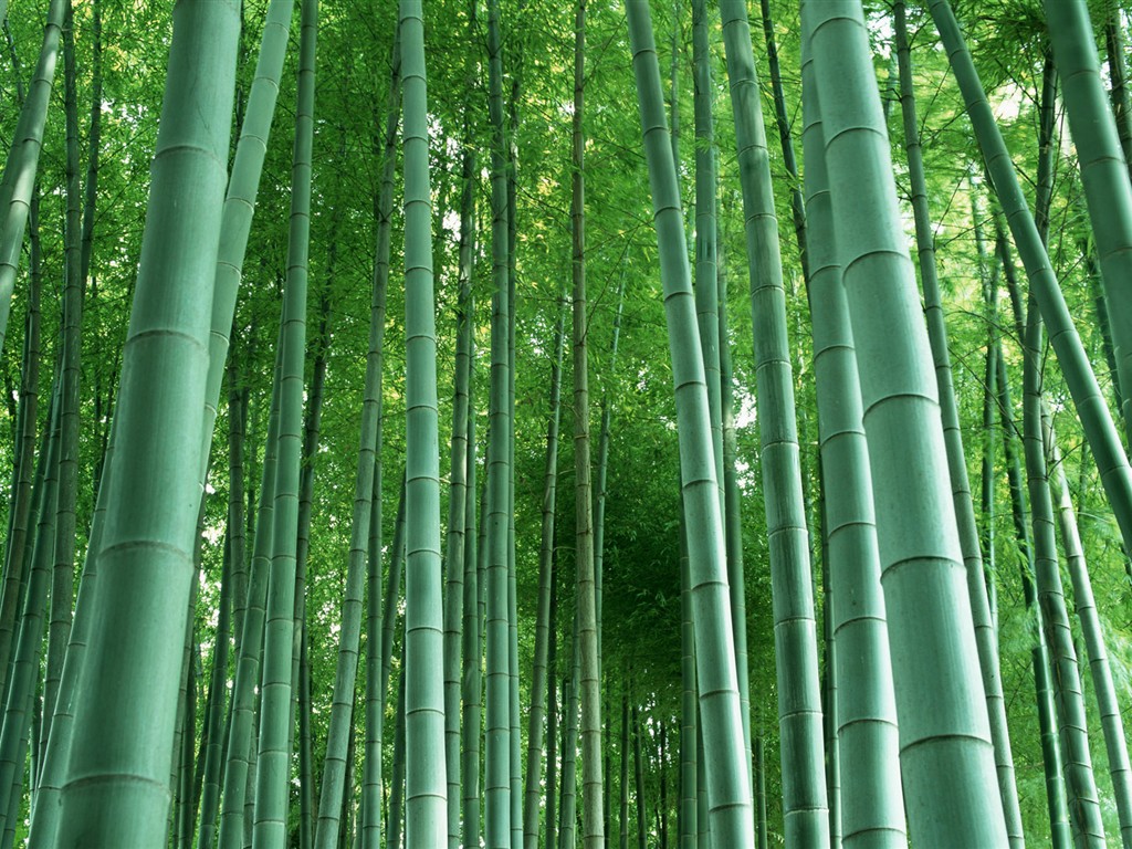 Papel tapiz verde de bambú #3 - 1024x768