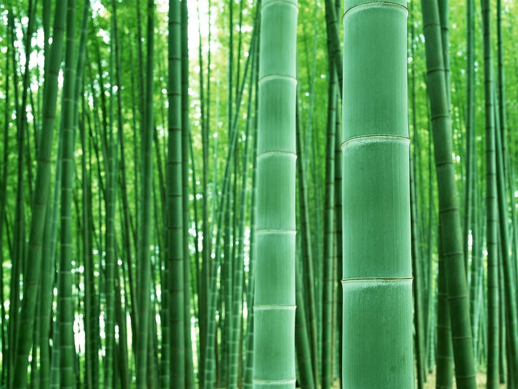 Green bamboo wallpaper #4 - 1024x768