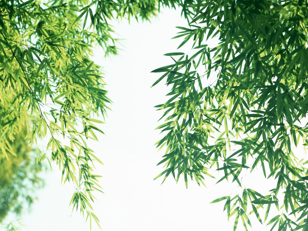 綠色竹情壁紙專輯 #5 - 1024x768