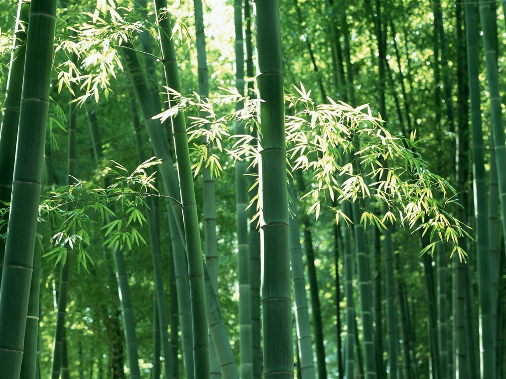Papel tapiz verde de bambú #6 - 1024x768