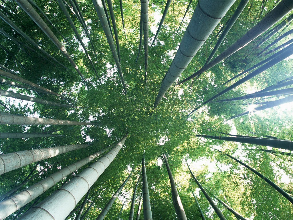 Papel tapiz verde de bambú #7 - 1024x768