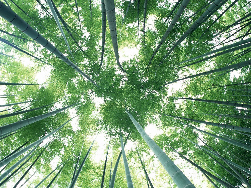 Fond d'écran de bambou vert #8 - 1024x768