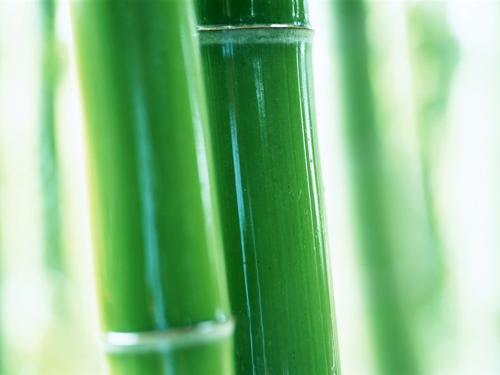 Green bamboo wallpaper #9 - 1024x768