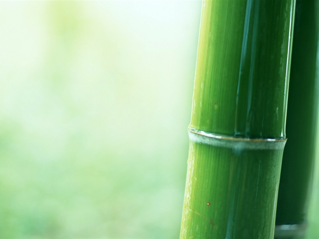 Green bamboo wallpaper #10 - 1024x768