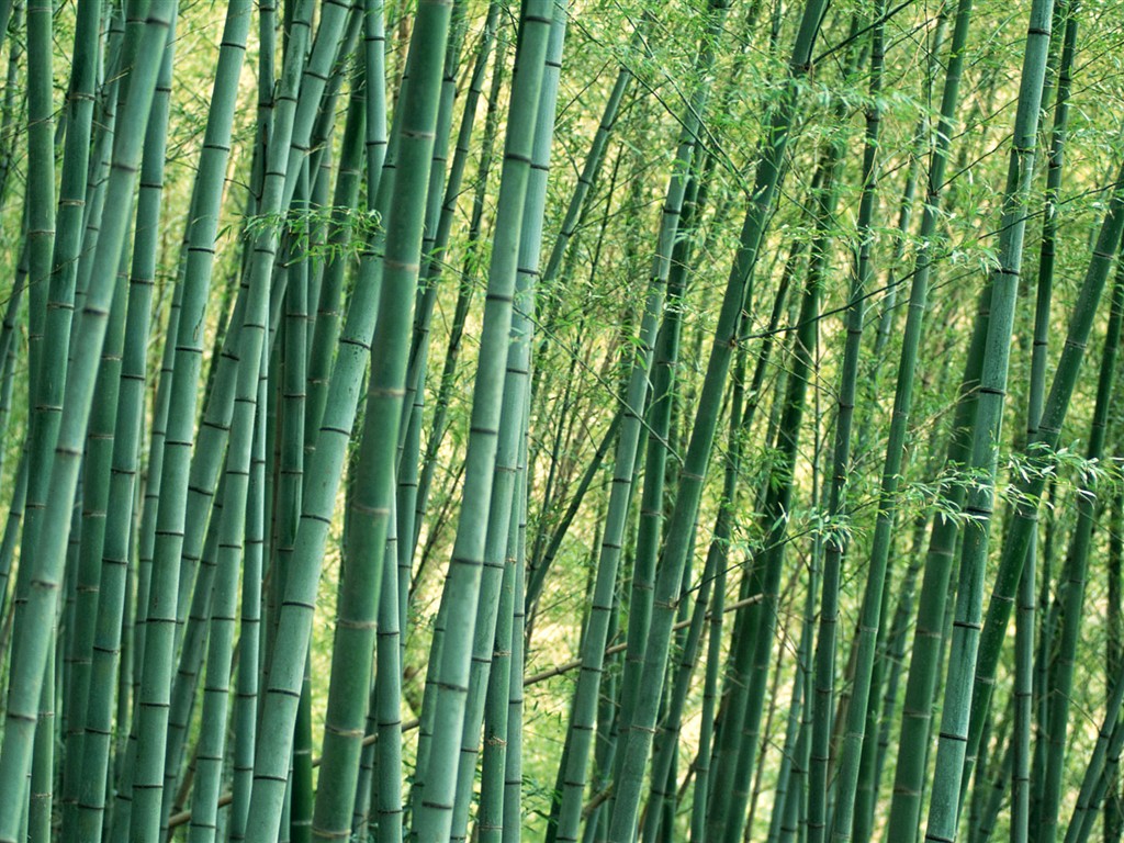 Green bamboo wallpaper #11 - 1024x768