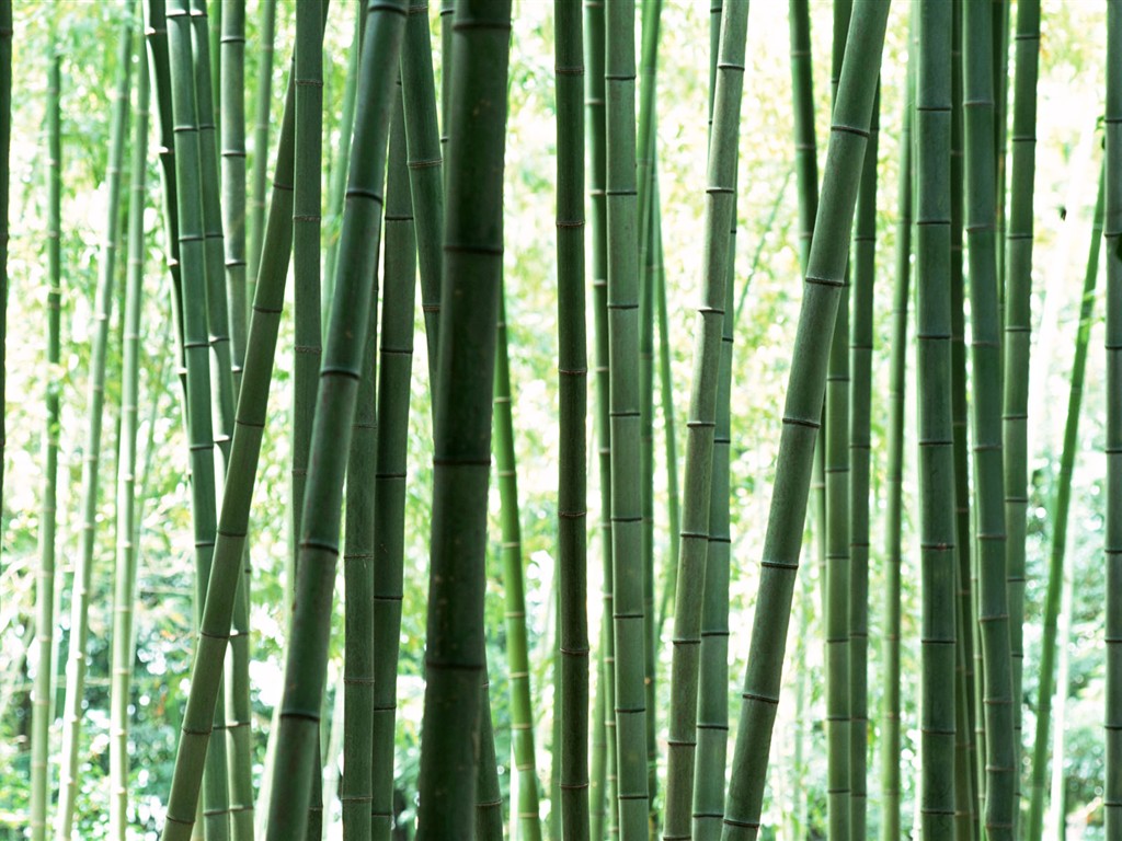 Green bamboo wallpaper #12 - 1024x768
