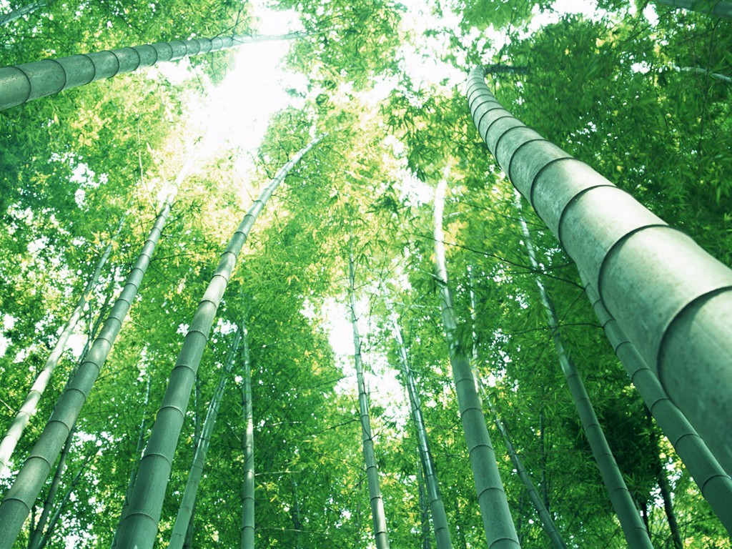 Green bamboo wallpaper #14 - 1024x768