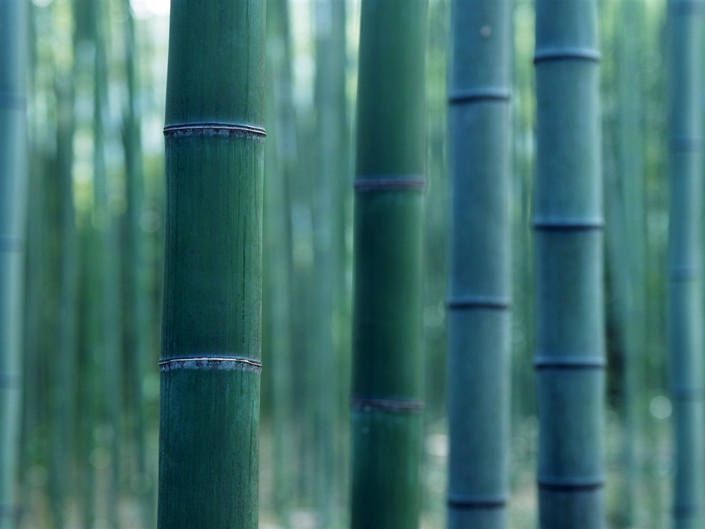 Green bamboo wallpaper #15 - 1024x768
