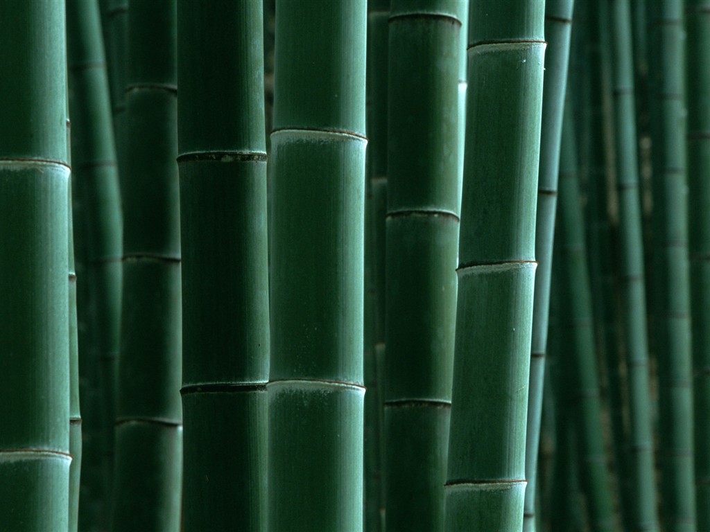Papel tapiz verde de bambú #16 - 1024x768