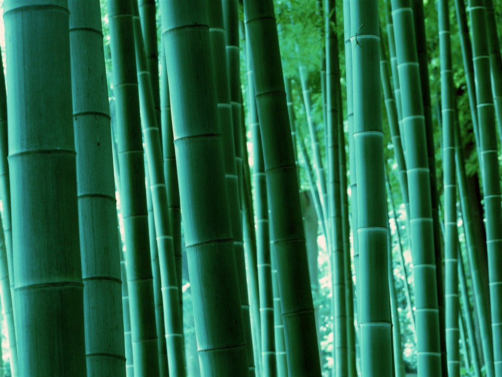 Papel tapiz verde de bambú #17 - 1024x768