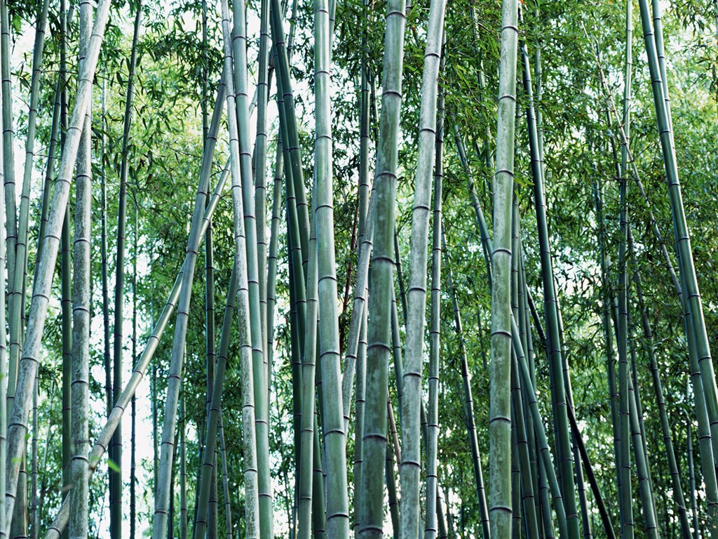 Papel tapiz verde de bambú #18 - 1024x768
