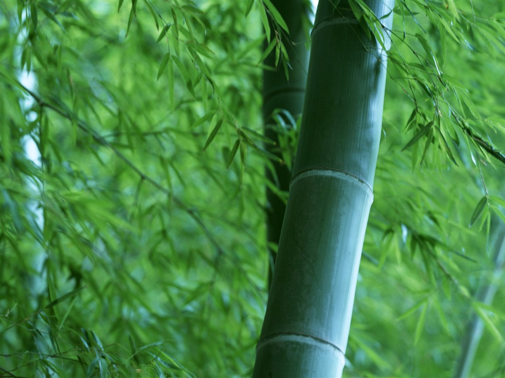Papel tapiz verde de bambú #19 - 1024x768