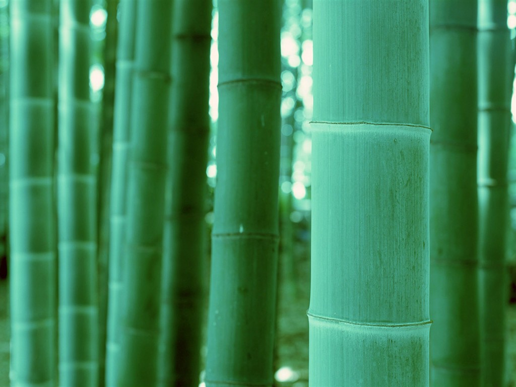 Green bamboo wallpaper #20 - 1024x768