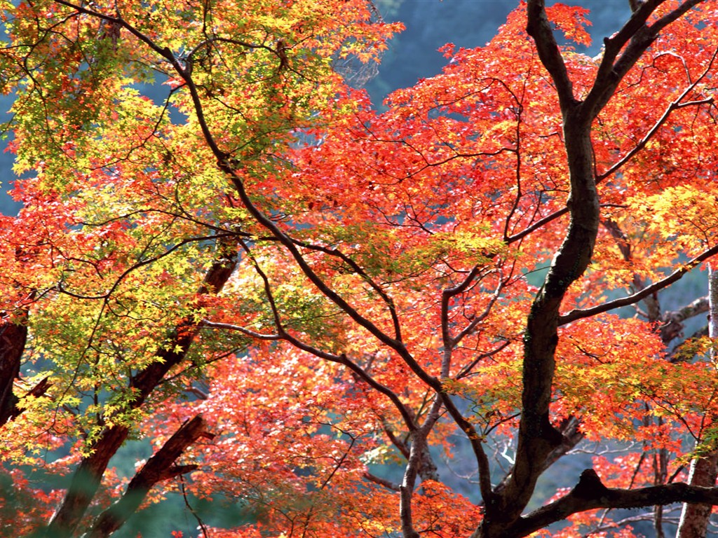 紅葉高清壁紙專輯 #1 - 1024x768