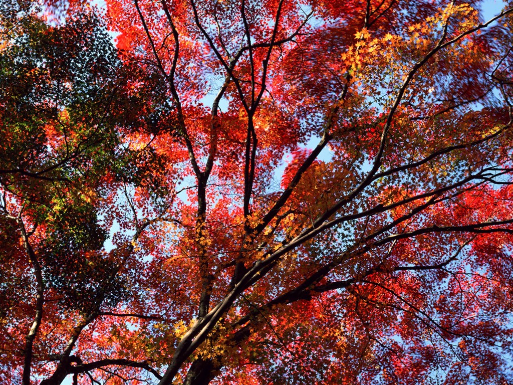 紅葉高清壁紙專輯 #4 - 1024x768