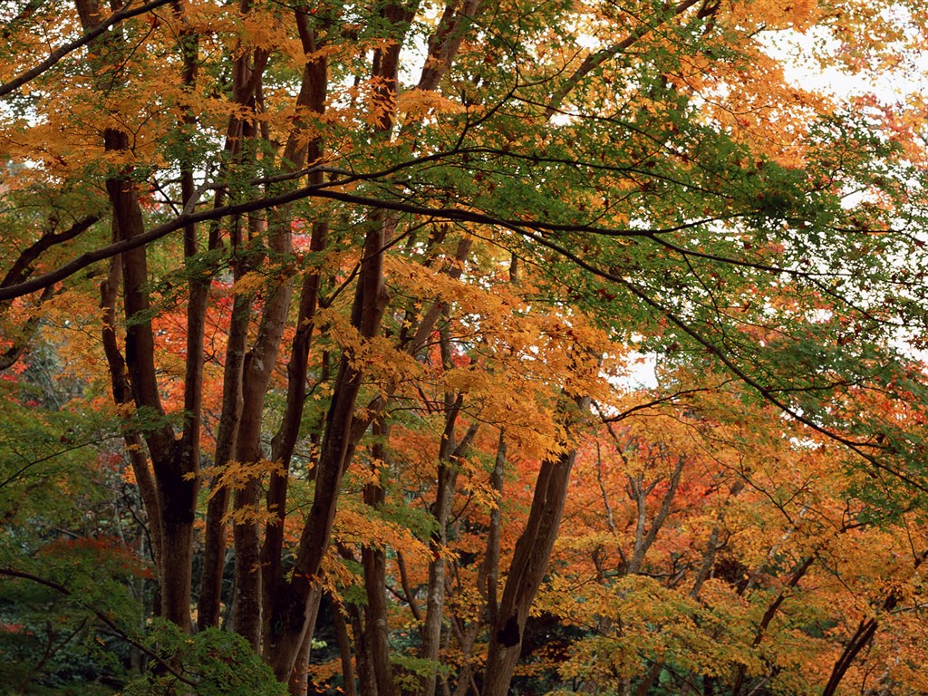 紅葉高清壁紙專輯 #5 - 1024x768