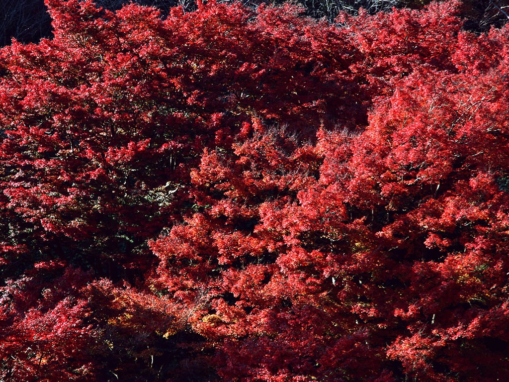 紅葉高清壁紙專輯 #7 - 1024x768