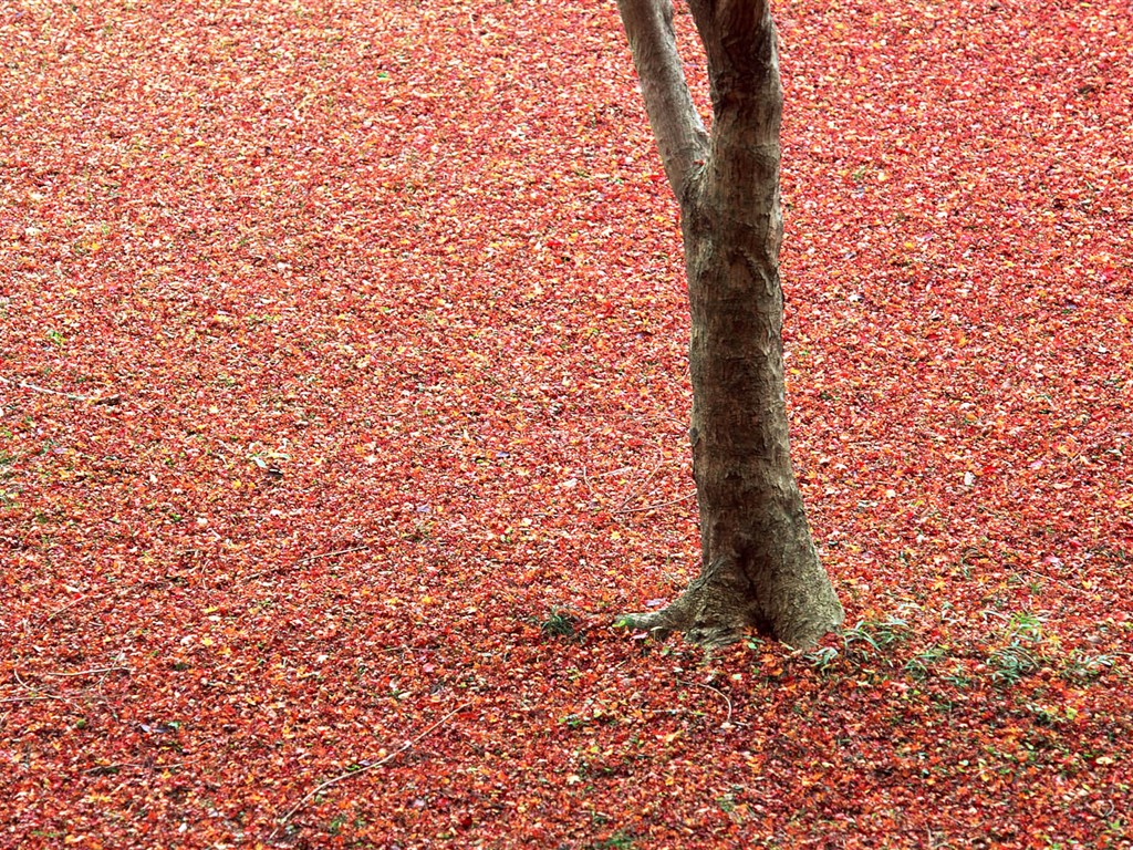 紅葉高清壁紙專輯 #10 - 1024x768