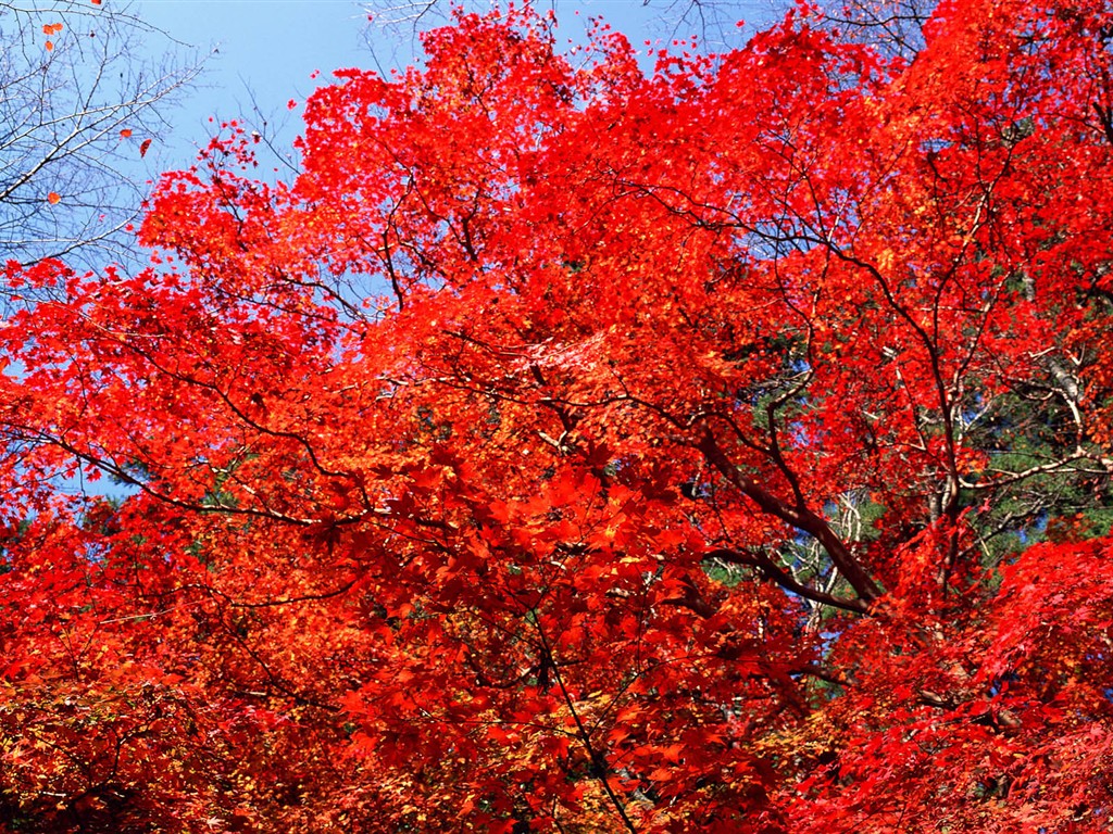 紅葉高清壁紙專輯 #18 - 1024x768