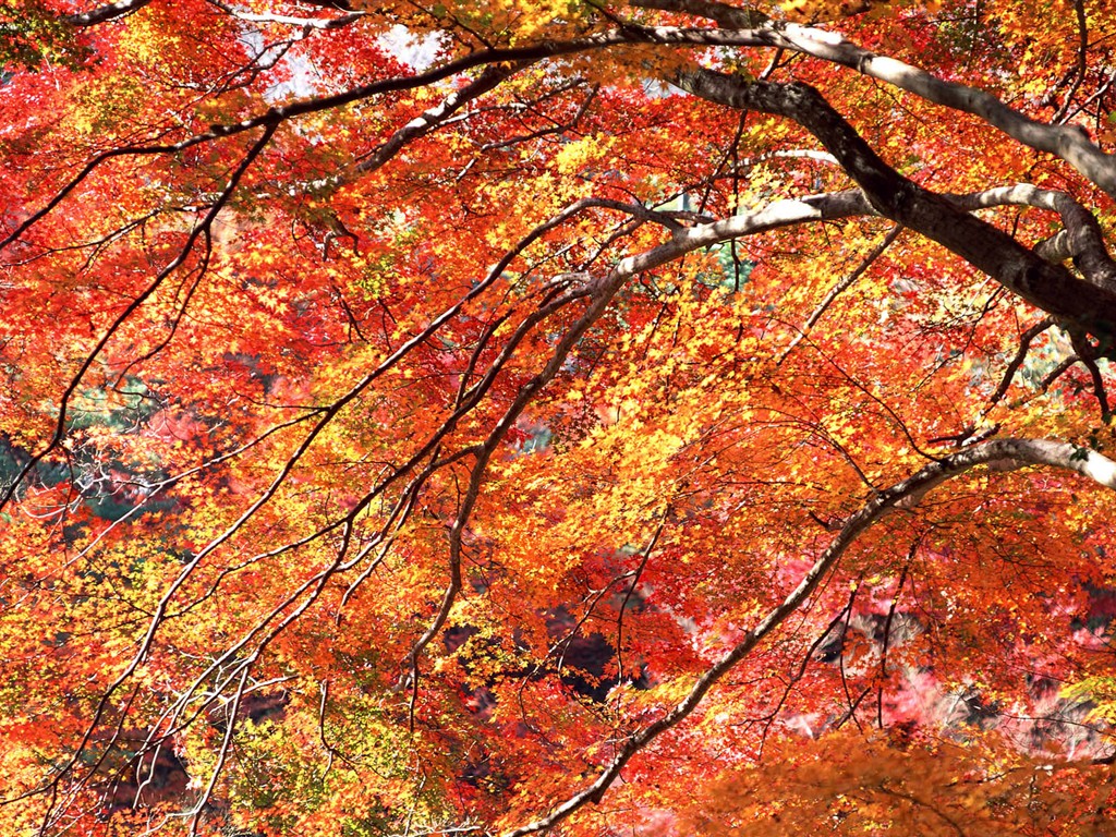 紅葉高清壁紙專輯 #20 - 1024x768