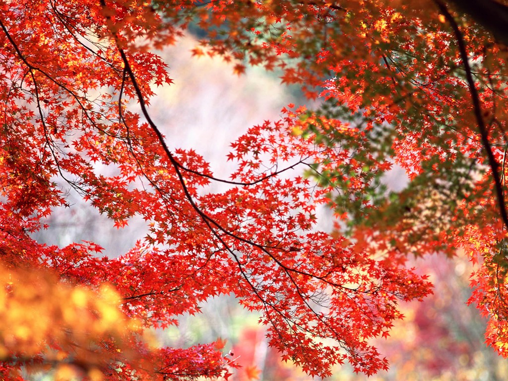 紅葉高清壁紙專輯 #21 - 1024x768