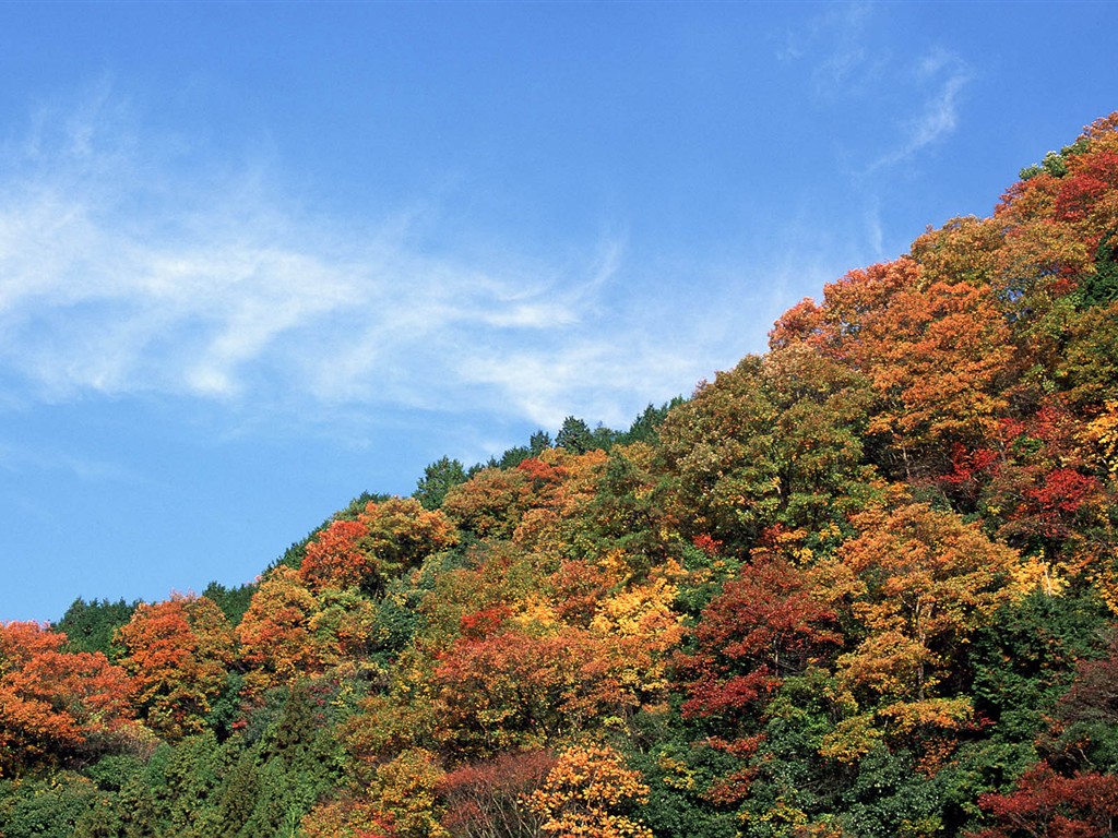 紅葉高清壁紙專輯 #23 - 1024x768