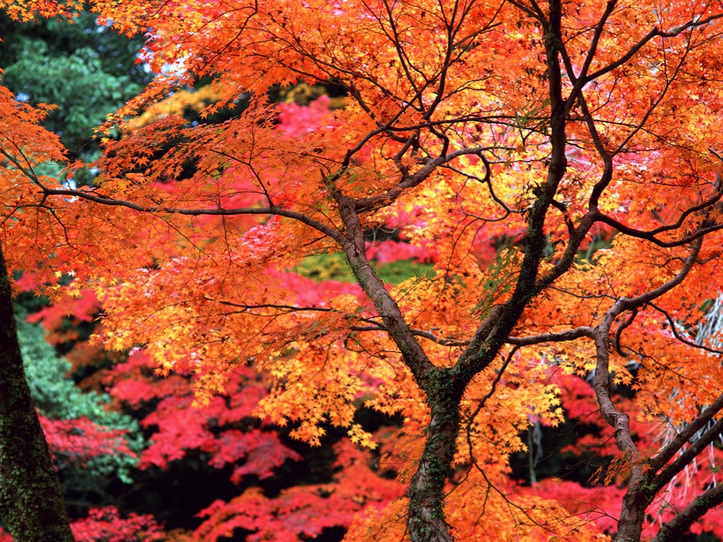 紅葉高清壁紙專輯 #26 - 1024x768