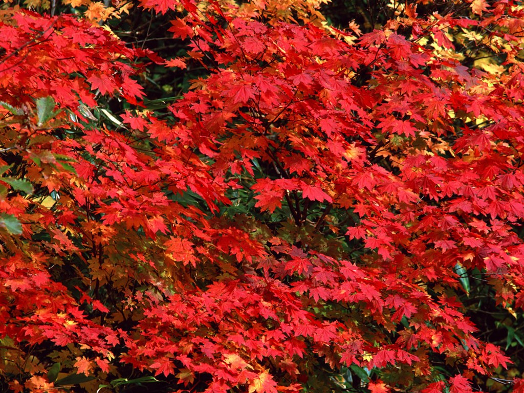 紅葉高清壁紙專輯 #29 - 1024x768