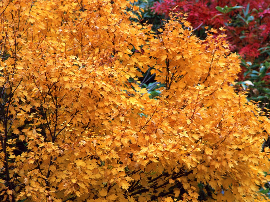 紅葉高清壁紙專輯 #31 - 1024x768