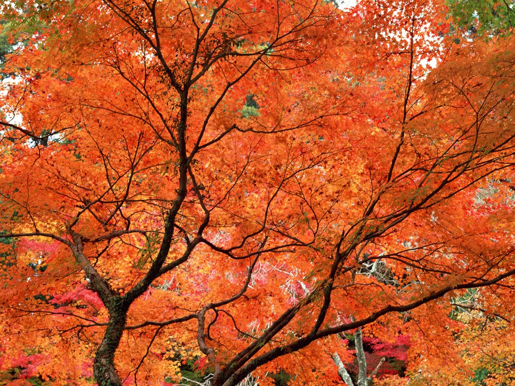 紅葉高清壁紙專輯 #35 - 1024x768