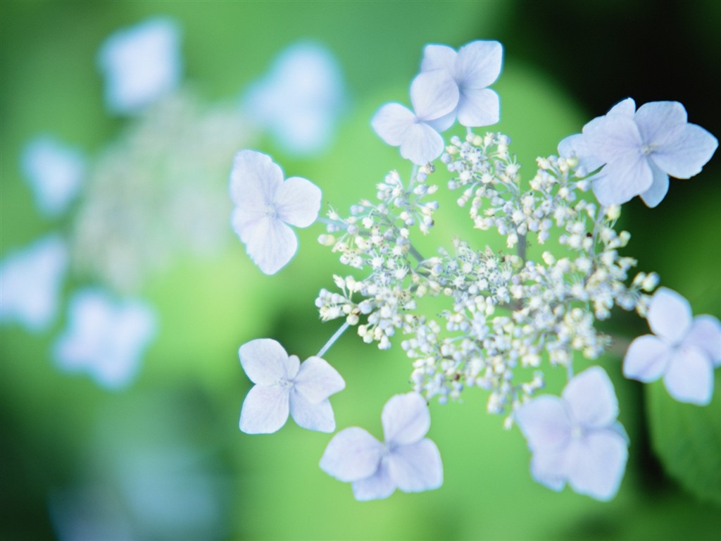 Fond d'écran Flower Soft Focus #1 - 1024x768