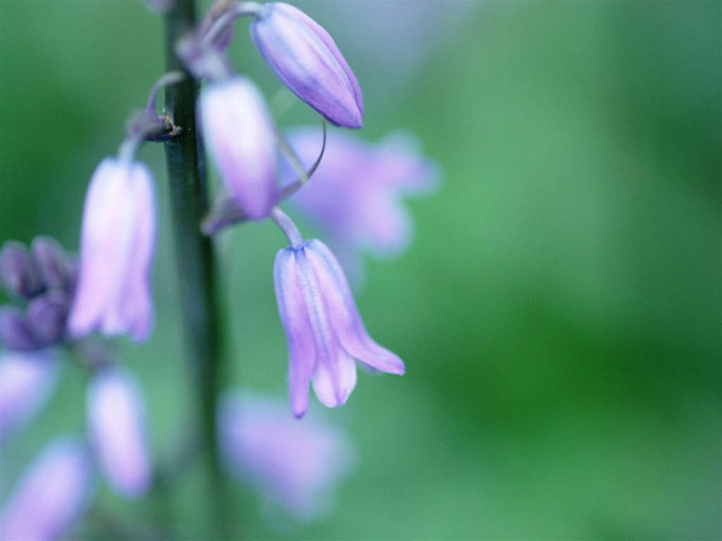 Soft Focus Flower Wallpaper #8 - 1024x768