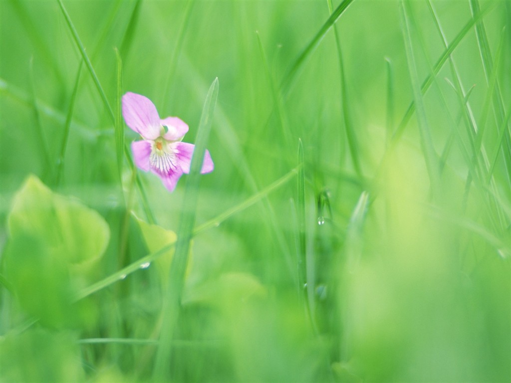 Fond d'écran Flower Soft Focus #9 - 1024x768