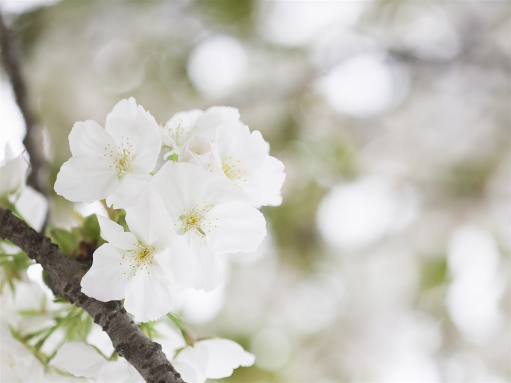 Soft Focus Flower Wallpaper #12 - 1024x768