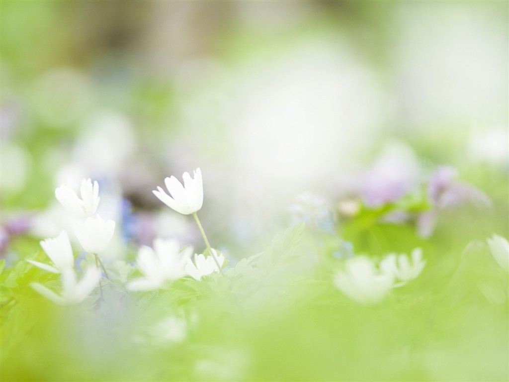 Fond d'écran Flower Soft Focus #20 - 1024x768