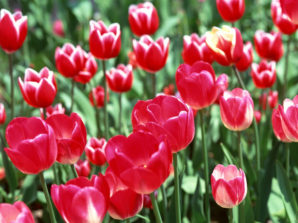 Tulip HD Wallpapers Album #1 - 1024x768