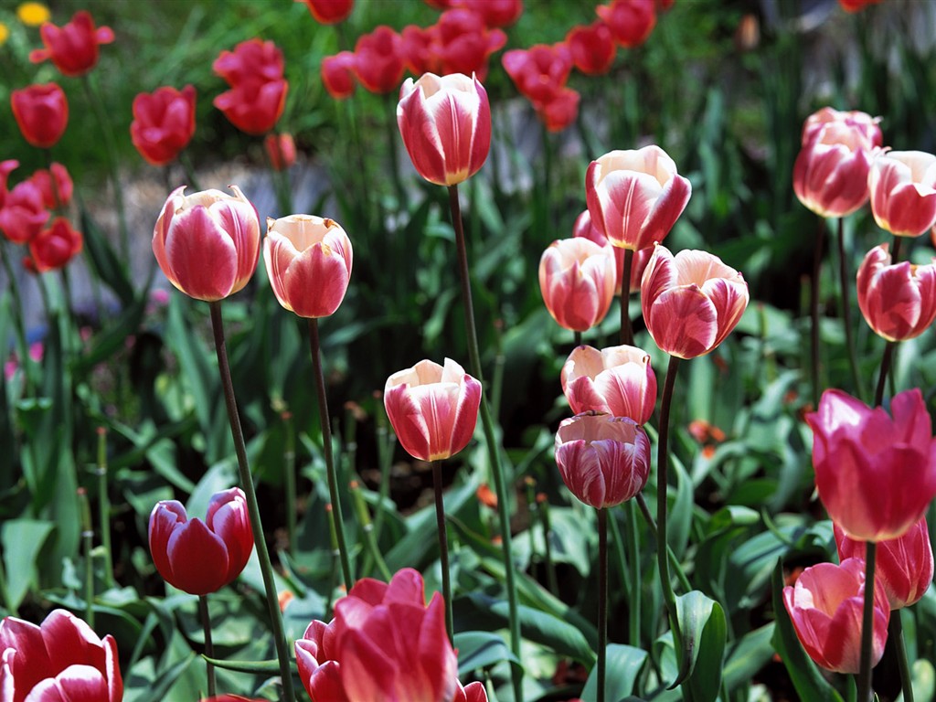 Tulip HD Album Fonds d'écran #2 - 1024x768