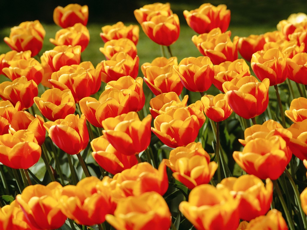 Tulip HD Tapety Album #8 - 1024x768