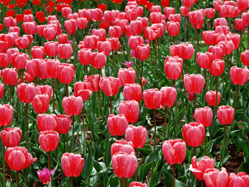 Tulip HD Wallpapers Album #12 - 1024x768