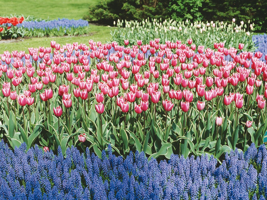 Tulip HD Tapety Album #17 - 1024x768