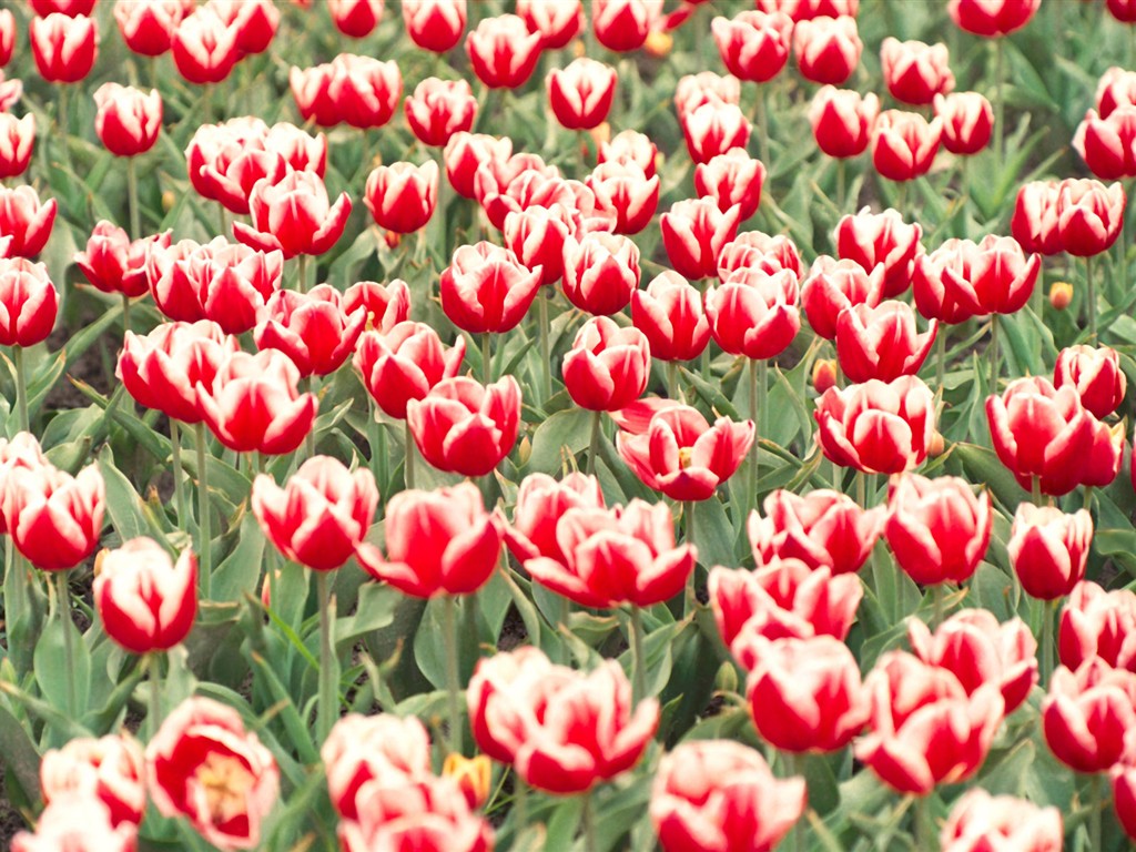 Tulip HD Álbum Fondos de pantalla #19 - 1024x768